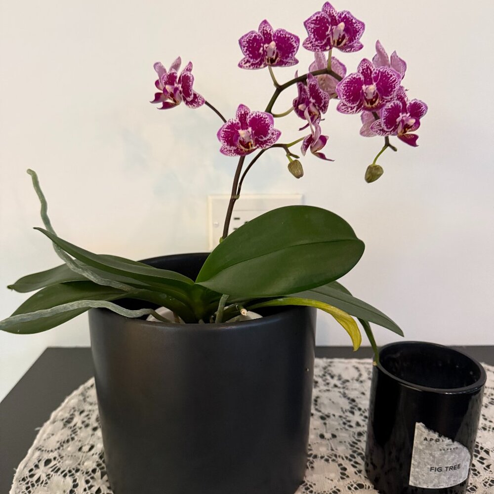 Meet your Posher, NekoAnn